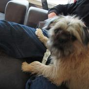 Blanding af racer Bonzo