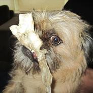 Blanding af racer Bonzo