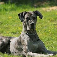 Grand danois Beaugard Dreamwalker