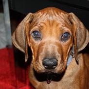 Rhodesian ridgeback Victor