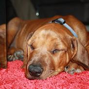 Rhodesian ridgeback Victor