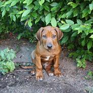 Rhodesian ridgeback Victor