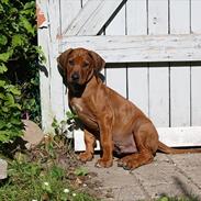 Rhodesian ridgeback Victor