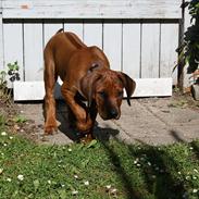 Rhodesian ridgeback Victor