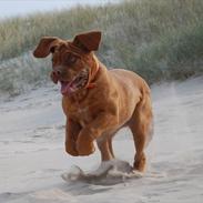 Dogue de bordeaux Estéphe's Golden Spirit Na'kia