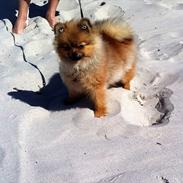 Pomeranian Scotty Smith ( Himmelhund)