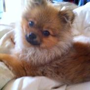 Pomeranian Scotty Smith ( Himmelhund)