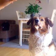 Blanding af racer Bamse