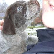 Ruhåret hønsehund Bella