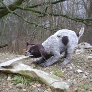 Ruhåret hønsehund Bella