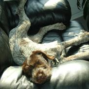 Ruhåret hønsehund Bella