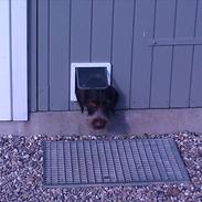 Ruhåret hønsehund Bella