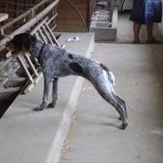 Ruhåret hønsehund Bella