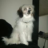 Chinese crested powder puff whitney