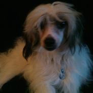 Chinese crested powder puff whitney