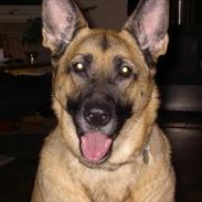 Schæferhund Nikki