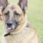 Schæferhund Nikki