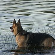 Schæferhund Nikki