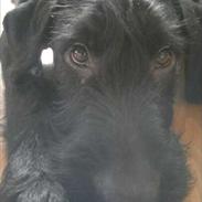 Blanding af racer Kenai