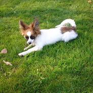 Papillon Bella Pusle