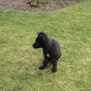 Schæferhund Nemo