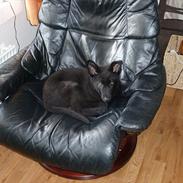 Schæferhund Nemo