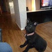 Schæferhund Nemo