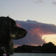 Blanding af racer Laban (Bobber)