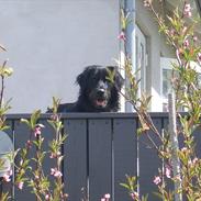 Blanding af racer Laban (Bobber)