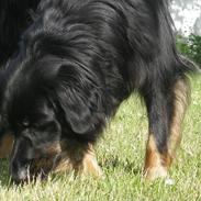 Blanding af racer Laban (Bobber)