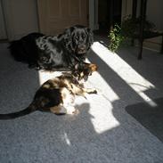 Blanding af racer Laban (Bobber)