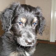 Blanding af racer Laban (Bobber)