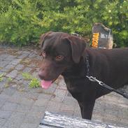 Labrador retriever Eddie