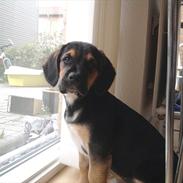 Blanding af racer Keld