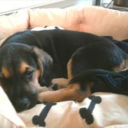 Blanding af racer Keld