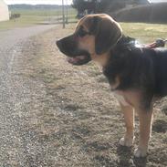 Blanding af racer Keld