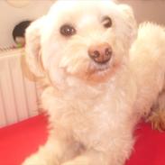 Blanding af racer Athene