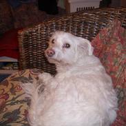 Blanding af racer Athene