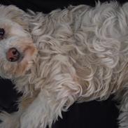 Blanding af racer Athene