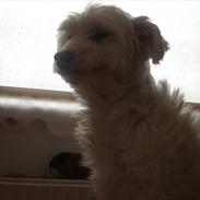 Blanding af racer Athene