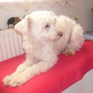 Blanding af racer Athene