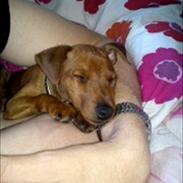 Dvaergpinscher Joey