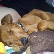 Dvaergpinscher Joey