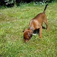Dvaergpinscher Joey