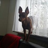 Dvaergpinscher Kika