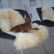 Dvaergpinscher Kika