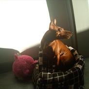 Dvaergpinscher Kika