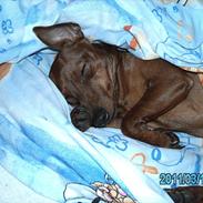 Dvaergpinscher Kika