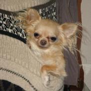Chihuahua Blondie
