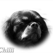 Cavalier king charles spaniel - Chilli - 3 år